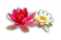 Logo Praxis für Ergotherapie Heidi Horstmann