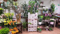 Bild: Pusteblume Blumengeschäft in Saarbrücken