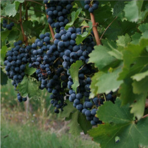 QVEVRI VINO Amphorenwein - Traditionelle Georgische Weine