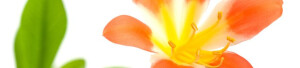 Logo Radlow, Susanne