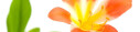 Logo Radlow, Susanne