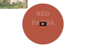 Minimalistisch Foto Wir Suchen Wir stellen ein Stellenausschreibung Instagram Story (1).mp4