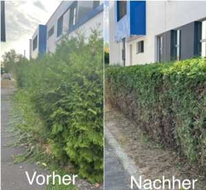 Heckenschnitt