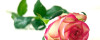 Bild: Rosenstolz Floristik Rita Herhausen