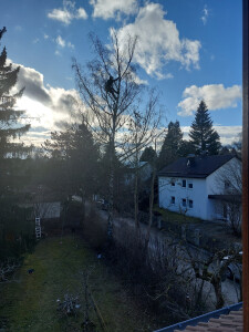 Pflege Birke.jpg