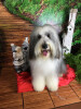 Bild: Sandras Hundesalon Sandra Lietzow