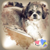 Bild: Sigrid Bittner Sigrid's Hundesalon