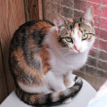 SITMYCAT-mobile Katzenbetreuung Hamburg
