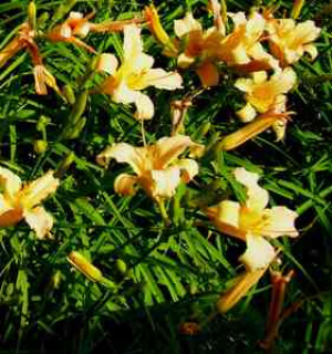 Blumen Taglilie