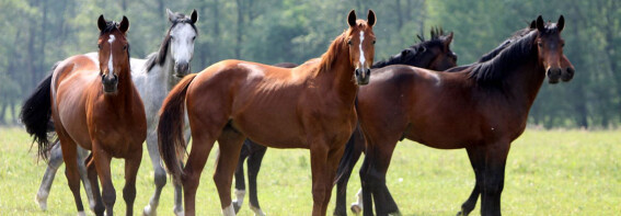 Steuer Expertin für Pferdebetriebe