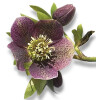 Bild: Sylvia Held Friedhofsgartenbau & Gartenpflege