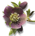Sylvia Held Friedhofsgartenbau