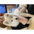 Tamei-Dog-Grooming Hundesalon
