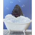 Tati´s Hundesalon