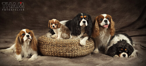 Hunde-familie