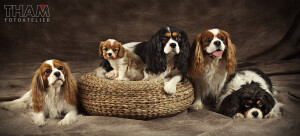 Hunde-familie