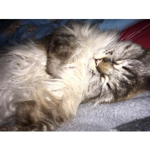 Tierärzte am Werderpark GbR