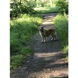 Tierarzt Alexander Wappler