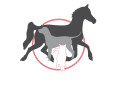 Logo Borsuck, Petra Dr.med.vet.