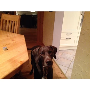 Tierarztpraxis Dr. med. vet. Lavinia-Alexandra Dittberner Tierarztpraxis