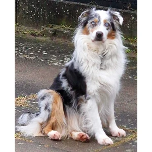 Tierarztpraxis Marie Prahl