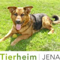 Tierheimverein Jena e.V