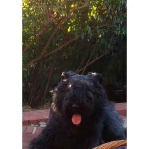 Tierklinik Wittenberg Tierärztliche Klinik für Kleintiere und Pferde Dres. Schwede