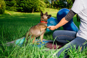 Physiotherapie für Hunde