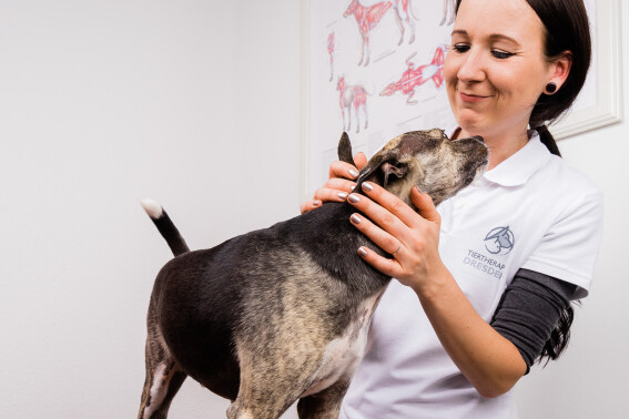 Untersuchungsgang Tierphysiotherapie