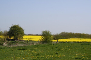 Gelbe Rapsfelder im Frühling