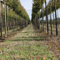 tree value forestry GmbH