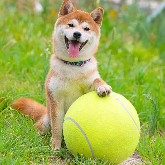 TRENDMOPS GIGABALL - Robuster und wasserfester XXL Tennisball (24 cm) für Hunde: Das ideale Spielzeug für langanhaltenden Spielspaß im Innen- und Außenbereich!