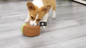 TRENDMOPS QUEEKYSNAIL - Quietschendes Hundespielzeug mit Snack-Fach: Schnecken-Spielzeug aus Plüsch für Hunde