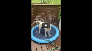 TRENDMOPS SUMMERSHOWER - Aufblasbare Dusche für Hunde: Erfrischender Sommer-Spielspaß für die ganze Familie.