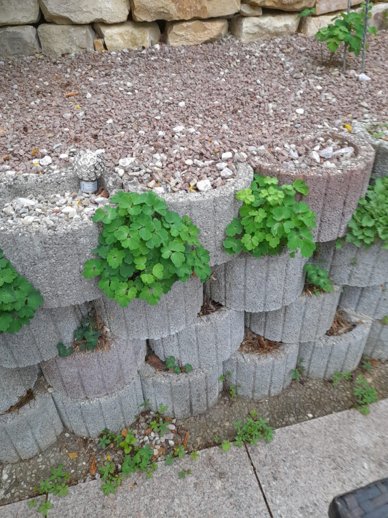 Pflanzsteine und Trockenmauer