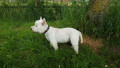 Bild: Uschi's Zoo und Hundestudio Inh. Ursula Wedmann in Bremen