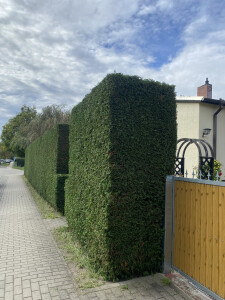 IMG_7289.JPEG