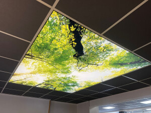 Spanndecke Motiv Wald