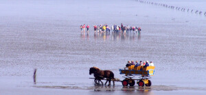 Wattenmeer