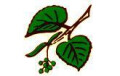 Logo Vierlinden Apotheke