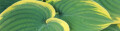 Logo Schliwa, Voker