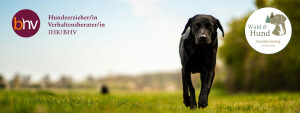 Wald & Hund - Hundetraining
