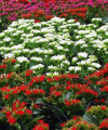 https://www.yelp.com/biz/blumenhaus-buhle-m%C3%BClheim-an-der-ruhr