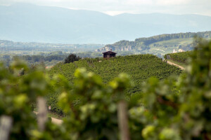 Weingut