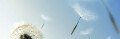 Logo Woman's Business Akademie GmbH