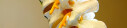 Logo Zoellner, Hans-Jörg